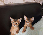 Кошки в Дмитровске: Малютки Абиссинчики, 20 000 руб. - фото 1
