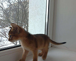 Кошки в Рыбинске: Аби-котики, 15 000 руб. - фото 3