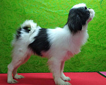 Собаки в Петрозаводске: Японский хин, бело-черная девочка Девочка, 40 000 руб. - фото 4