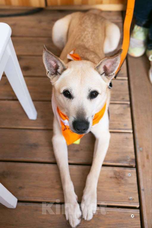 Собаки в Москве: Бывшедомашний пес. Ни одного отклика Мальчик, Бесплатно - фото 3