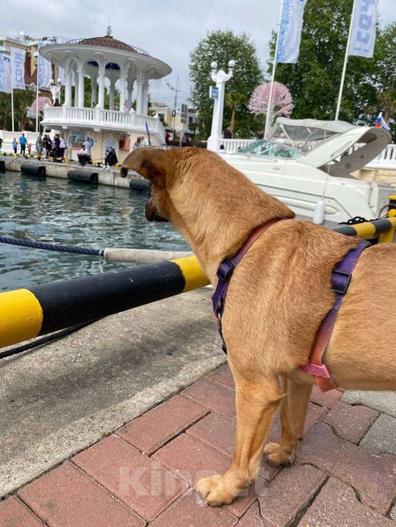 Собаки в других городах Краснодарского края: Метис левретки стерилизована чипирована в дар с доставкой Девочка, Бесплатно - фото 9