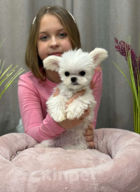 Собаки в Москве: Молли.  Эксклюзивное Микро Девочка, 150 000 руб. - фото 7