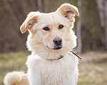 Собаки в Москве: Миниатюрная очаровательная блондинка (10 кг) Девочка, Бесплатно - фото 1