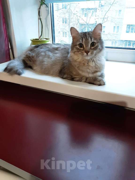 Кошки в Орле: Отдам кошечку в добрые руки Девочка, Бесплатно - фото 1