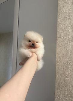 Мини малыш