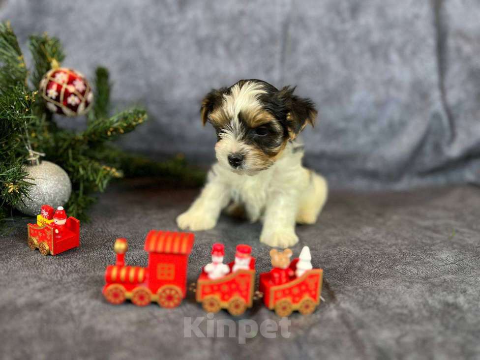 Собаки в Вологде: Щенок бивер терьера Мальчик, 85 000 руб. - фото 4