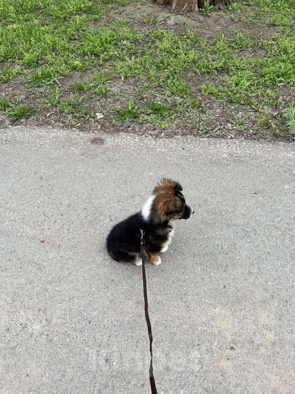 Собаки в Белом Калитве: Малышка в любящую семью Девочка, Бесплатно - фото 6