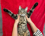 Кошки в Санкт-Петербурге: Леопардовый животик, полосатая спинка Мальчик, Бесплатно - фото 5