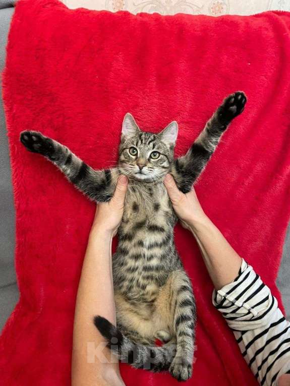 Кошки в Санкт-Петербурге: Леопардовый животик, полосатая спинка Мальчик, Бесплатно - фото 5