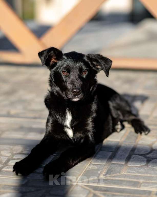 Собаки в Москве: Маленькая Молли ищет свой дом! Девочка, Бесплатно - фото 10