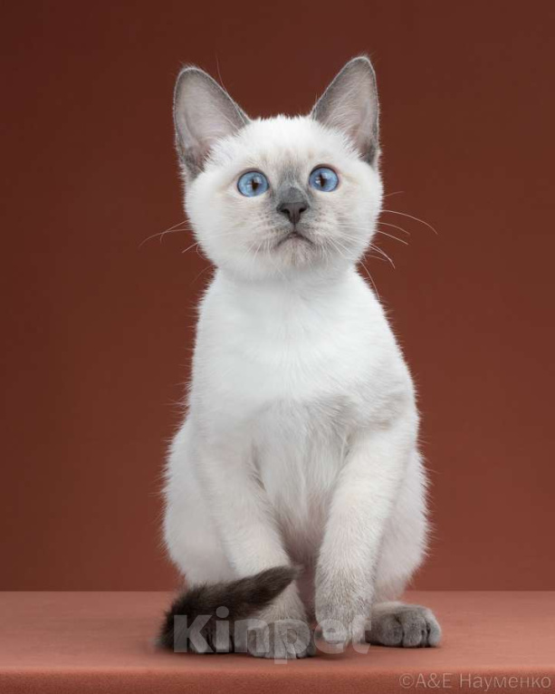 Кошки в Москве: ✨Тайский котёнок лайлак-пойнт, 3,5 месяца ✨ Мальчик, 70 000 руб. - фото 3