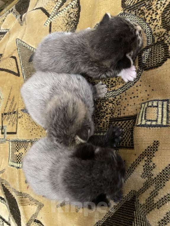 Кошки в Москве: Котята крохи Мальчик, Бесплатно - фото 4