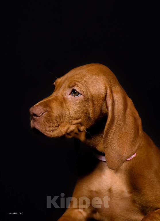 Собаки в Ярославле: Венгерская выжла, щенок Девочка, 70 000 руб. - фото 3