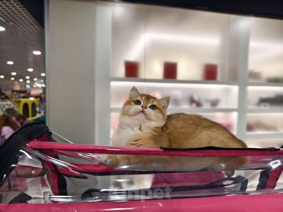 Кошки в Уссурийске: британский мальчик в любимцы Мальчик, Бесплатно - фото 4