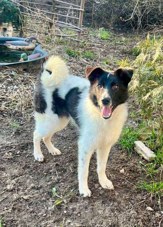 Собаки в других городах Московской области: Элвис  якутенок в добрые руки Мальчик, Бесплатно - фото 6