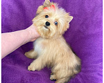 Собаки в Москве: Йорк мини девочка рыжая голубоглазая Девочка, 95 000 руб. - фото 3