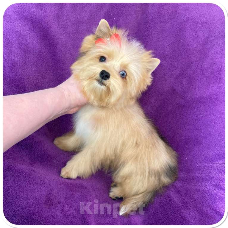 Собаки в Москве: Йорк мини девочка рыжая голубоглазая Девочка, 95 000 руб. - фото 3