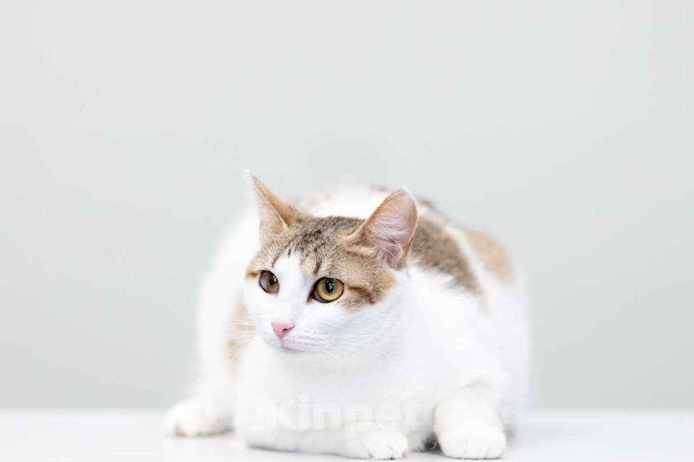 Кошки в Москве: Каледония Девочка, Бесплатно - фото 2