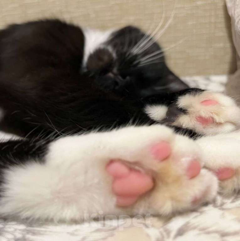 Кошки в Москве: Ласковую кошечку спасли с улицы! Теперь ей очень нужен дом Девочка, Бесплатно - фото 2