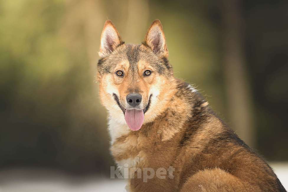 Собаки в Клине: Синги — преданный пёс Мальчик, Бесплатно - фото 8