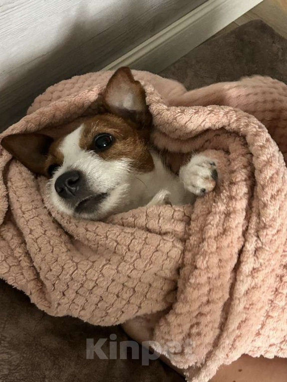 Собаки в Тамбове: Джек Рассел Щенок Девочка, 100 000 руб. - фото 5