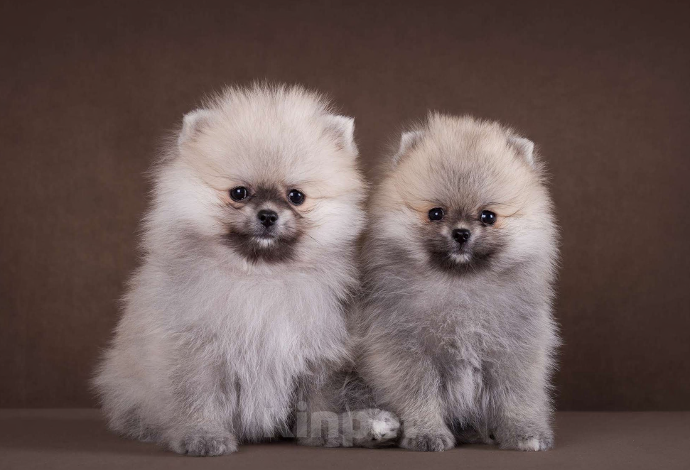 Собаки в Москве: Немецкий шпиц, померанский шпиц, щенок Девочка, 75 000 руб. - фото 2