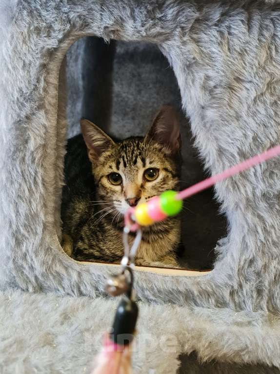 Кошки в Санкт-Петербурге: Котёнок в самые добрые руки . Девочка, Бесплатно - фото 3