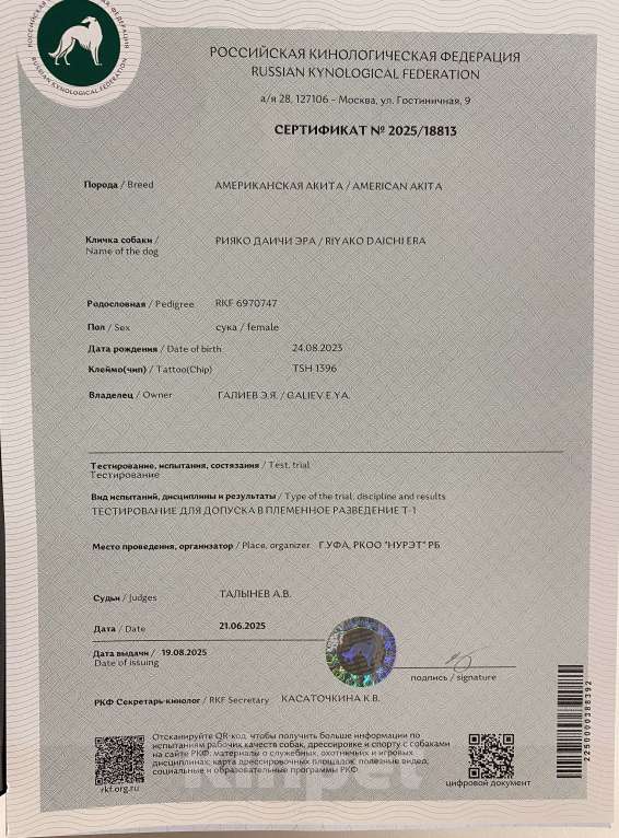 Собаки в Уфе: «Щенки американской акиты от титулованных родителей, докум. РКФ Разнополые, 50 000 руб. - фото 3