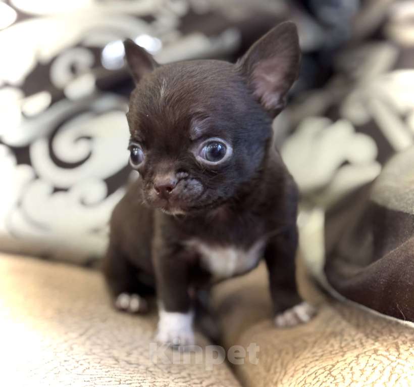 Собаки в Балашихе: Классный мальчишка чихуахуа  Мальчик, 30 000 руб. - фото 5