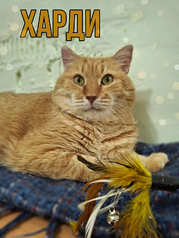 кот в добрые руки