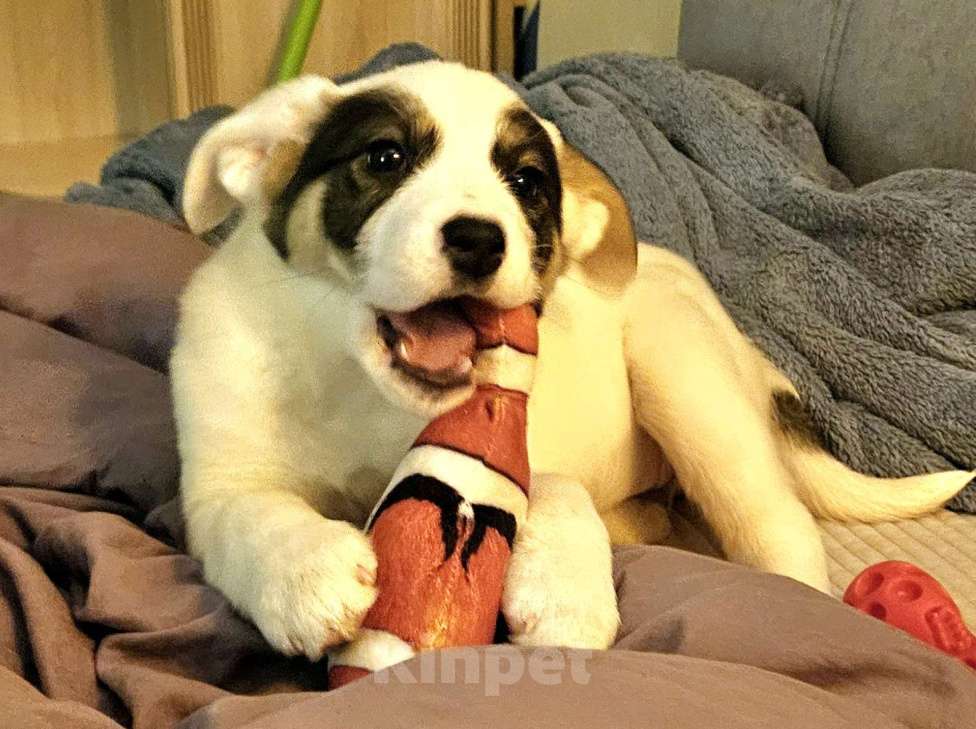 Собаки в Москве: В поисках дома Девочка, Бесплатно - фото 7