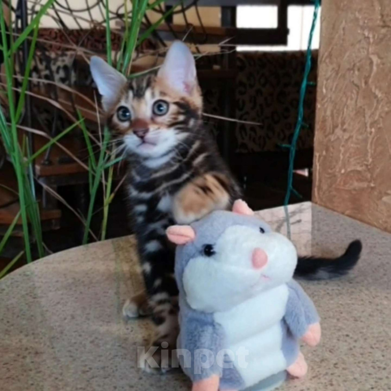 Кошки в Симферополе: Бенгальский мальчик  Мальчик, 25 000 руб. - фото 1