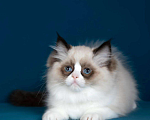 Кошки в Москве: Рэгдолл котята  Девочка, Бесплатно - фото 4