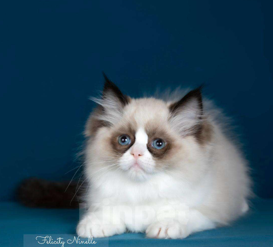 Кошки в Москве: Рэгдолл котята  Девочка, Бесплатно - фото 4