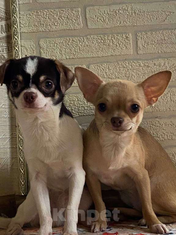 Собаки в других городах Краснодарского края: Чихуахуа  Девочка, 28 000 руб. - фото 4