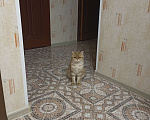 Кошки в Дзержинске: Кошечка золотая шиншилла Девочка, 1 000 руб. - фото 9