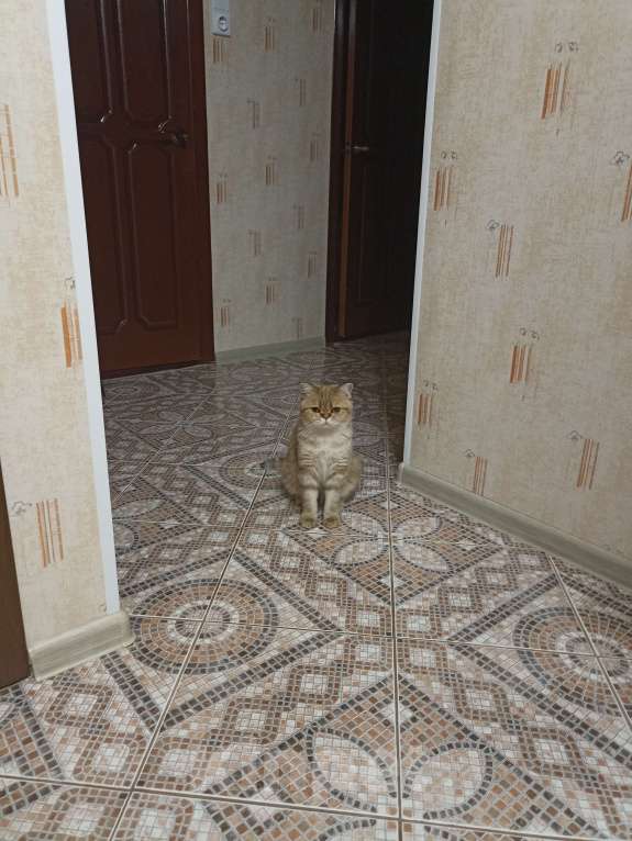 Кошки в Дзержинске: Кошечка золотая шиншилла Девочка, 1 000 руб. - фото 9