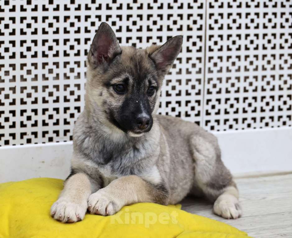 Собаки в Москве: Щенки бесплатно в Москве Девочка, Бесплатно - фото 7