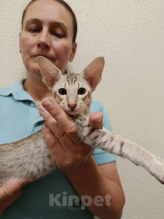 Кошки в Москве: Ориентальный мальчик Мальчик, 80 000 руб. - фото 1