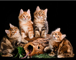 Кошки в Одинцово: Котята -Золотые рысята Мальчик, Бесплатно - фото 2
