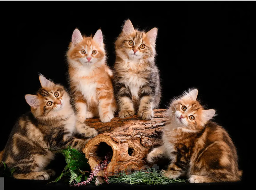 Кошки в Одинцово: Котята -Золотые рысята Мальчик, Бесплатно - фото 2