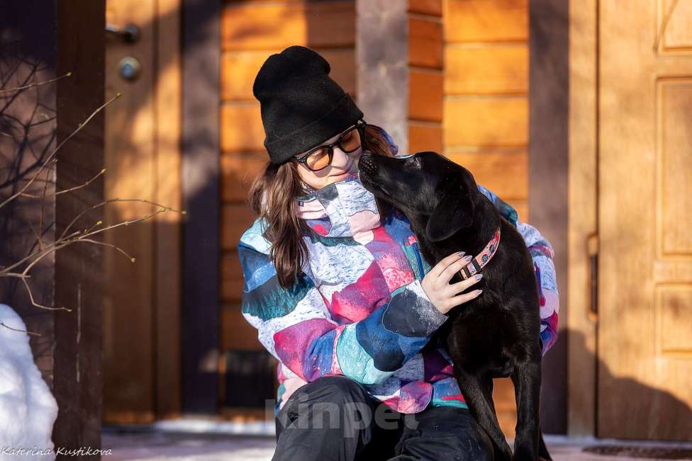 Собаки в Москве: Черный щенок лабрадора  Девочка, 50 000 руб. - фото 4