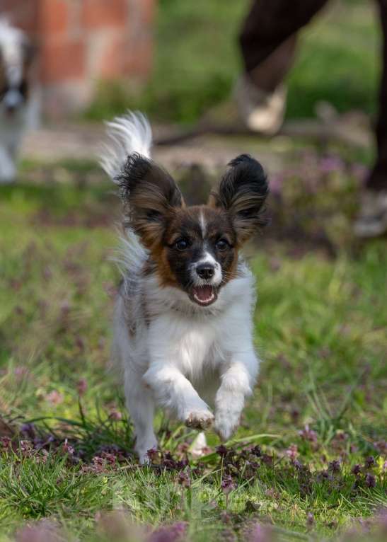 Собаки в Новороссийске: Продам щенка папийона (папильона) Мальчик, 40 000 руб. - фото 2