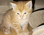 Кошки в Ростове-на-Дону: Рыжий котенок Мальчик, Бесплатно - фото 3