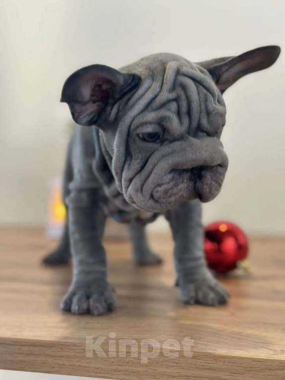 Собаки в других городах Воронежской области: Маленькие звёзды ждут своих звёздных родителей!!! Мальчик, Бесплатно - фото 1