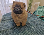 Собаки в Чебоксарах: Рыжий мальчик чау чау Мальчик, 30 000 руб. - фото 2