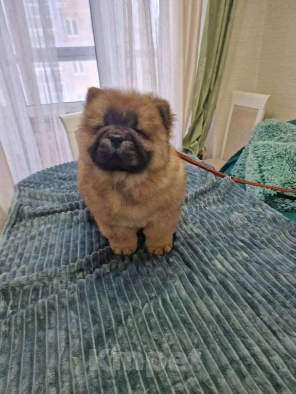 Собаки в Чебоксарах: Рыжий мальчик чау чау Мальчик, 30 000 руб. - фото 2