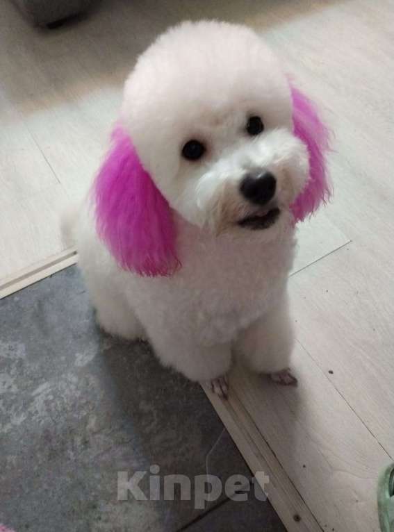 Собаки в Улане-Удэ: Продаю щенков карликового пуделя Девочка, 35 000 руб. - фото 2