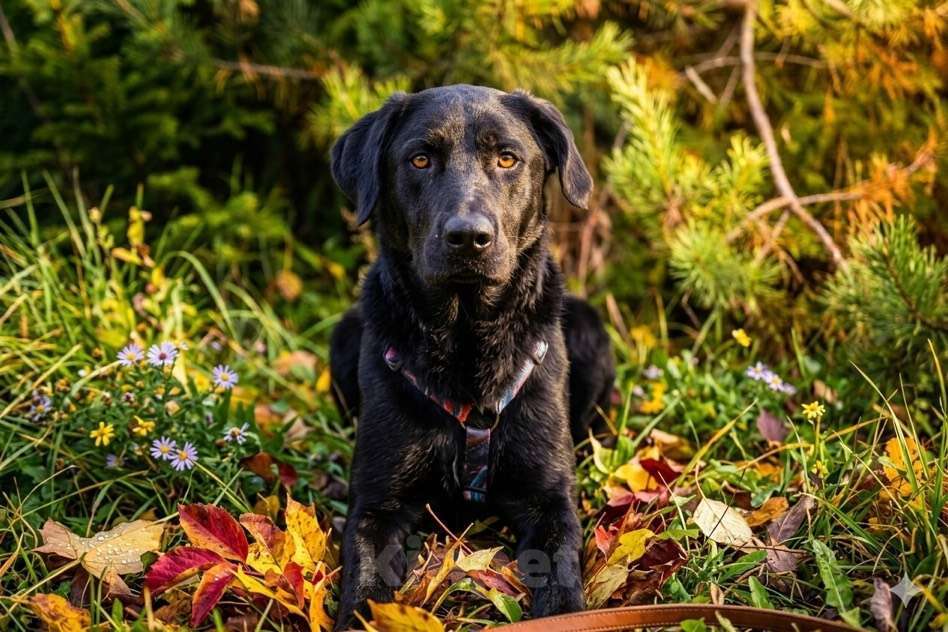 Собаки в Москве: Зорро 3,5 года. ищет семью. Мальчик, Бесплатно - фото 6