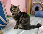 Кошки в Санкт-Петербурге: Чудо-мальчик Пуш, нежный, ласковый котик в добрые руки Мальчик, 10 руб. - фото 1